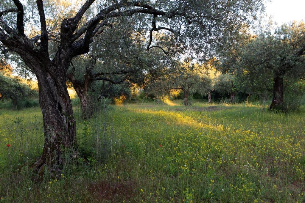 Collias Hotel Restaurant Le Gardon - Pont Du Gard المظهر الخارجي الصورة